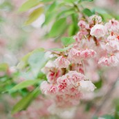 nyc_garden_feature